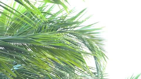Palm trees texture in the tropical sunset sky Stock-Footage 281582391