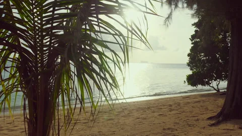 Palm trees on a Thailand beach with an empty sandy beach and dawn view Stock Footage 233184432