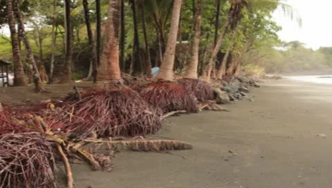Palm trees with their roots exposed at t... | Stock Video | Pond5