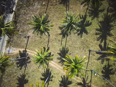 Palm trees with their shadows. Stock Photos