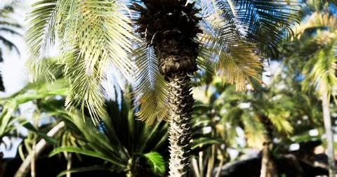 Palm trees thrive in a tropical garden under clear blue skies in daytime 스톡 일러스트