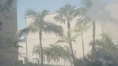 Palm Trees Through Dirty Window Video stock 104506405