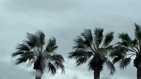 Palm trees through raindrops on windshield Stock Footage 236585217