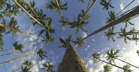 Palm trees time lapse 4k Stock Footage 35687133