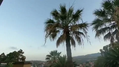Palm trees time lapse Stock Footage 155129406