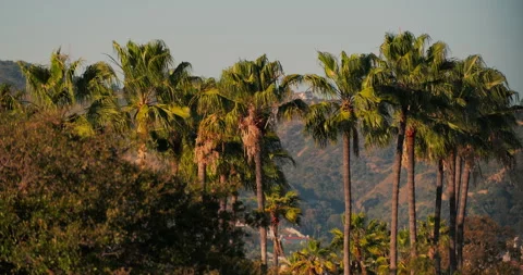 Palm Trees Timelapse with Hills in the Background Summer Day Stock Footage 328825072