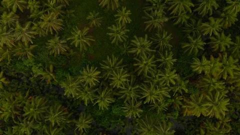 Palm trees top Stock Footage 108258688