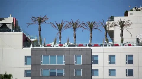 Palm Trees On Top Of Generic Building Video stock 11852456
