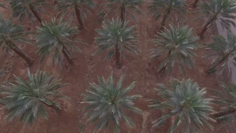 Palm trees top shot Vídeos de archivo 72568335