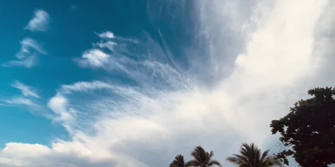 Palm trees top view, beautiful tropical and blue sky Stock-Footage 340452434