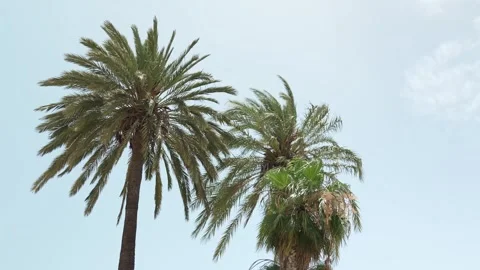 Palm trees, Torre Del Mar Beach, Andalusia Stock Footage 337564276