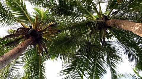 Palm trees tower overhead while sunlight filters through their leaves Stock-Footage 337084128