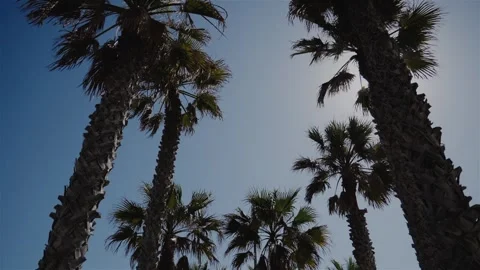 Palm trees tracking forward slowmotion Stock Footage 252859859