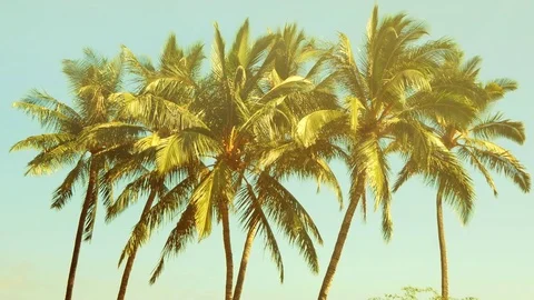 Palm Trees Tropical Beach  Background, Beautiful Background Landscape Stock Footage 83657249