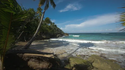 Palm Trees In A Tropical Beach With Blue Sea Stock Footage 64008505