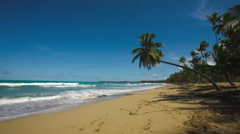 Palm Trees In A Tropical Beach With Blue Sea Stock Footage 64008737