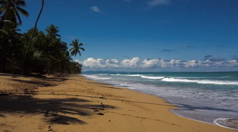 Palm Trees In A Tropical Beach With Blue Sea Stock Footage 64008764