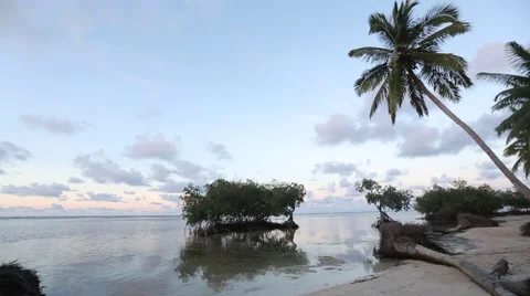 Palm Trees In A Tropical Beach With Blue Sea Stock Footage 67009012