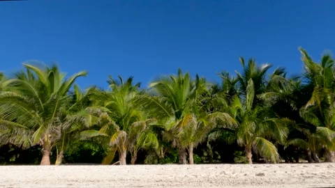 Palm trees on a tropical beach Stockbeeldmateriaal 237173777