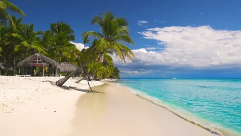 Palm Trees on a tropical beach island Stock Footage