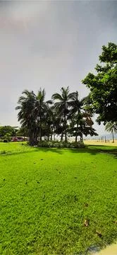 Palm Trees on Tropical Beach Stock Photos