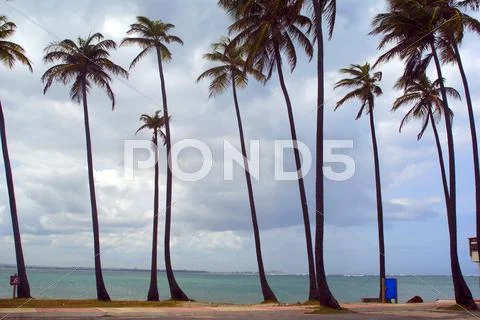 Palm trees on a tropical beach in puerto rico horizontal Stock Photos