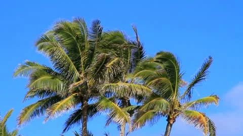 Palm Trees in the Tropical Breeze Stock Footage 10728143