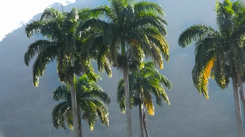 Palm Trees in Tropical Climate Stock Footage 94670190