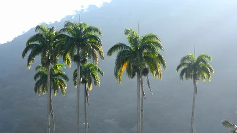 Palm Trees in Tropical Climate Stock Footage 94670516