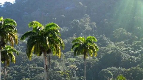 Palm Trees in Tropical Climate Stock Footage 94677088