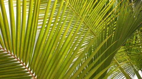 Palm trees in the tropical climate by the ocean in Key West Florida USA. Leaves Stock Footage 167422122