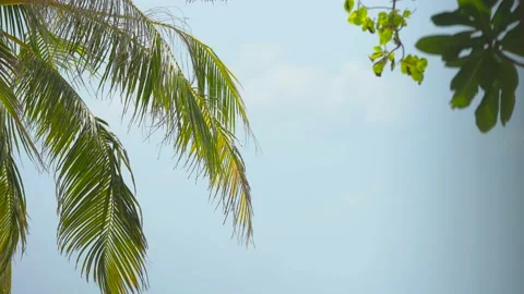 Palm trees in the tropical climate by the ocean in Florida USA. Tropical island Video stock 172534703