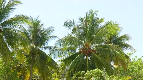 Palm trees in the tropical climate by the ocean in Key West Florida USA. 4k Stock Footage 176973300