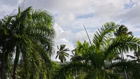 Palm trees in a tropical forest on a cloudy day Stock Footage 268734910