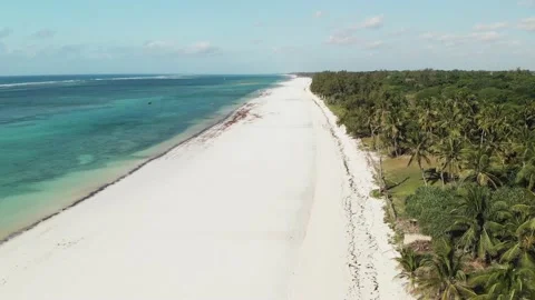 Palm trees of the tropical sandy Diani Beach, Kenya Video stock 232720549