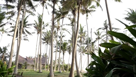 Palm trees on a tropical seaside during amazing sunset Stock Footage 126698173