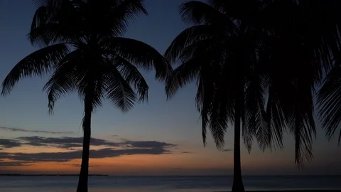 Palm trees with a Tropical sunset Stock Footage 105871872