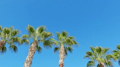 Palm trees, tropical trees, view and movement from below, moving in wind 動画素材 163901963
