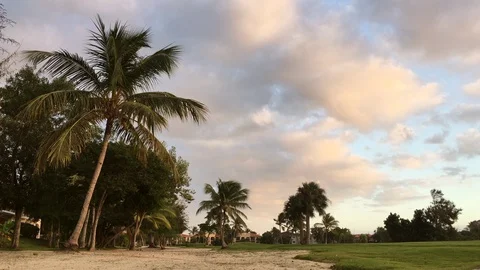 Palm trees, tropics, wind, evening, nature Stock Footage 101653870