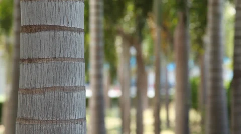 Palm Trees Trunk close up 動画素材 38893433