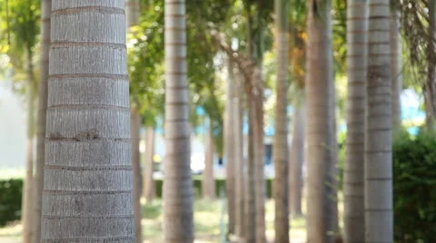 Palm Trees Trunk mid shot Stock Footage 38893386