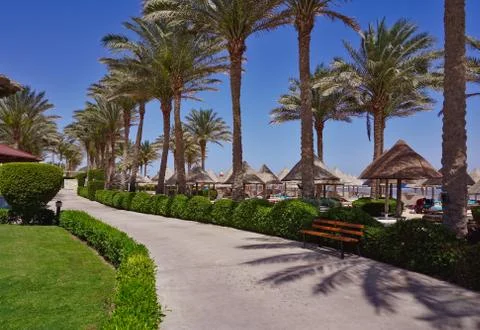 Palm trees, umbrellas and sunbeds on a sandy beach. Coast of Red Sea Stock Photos