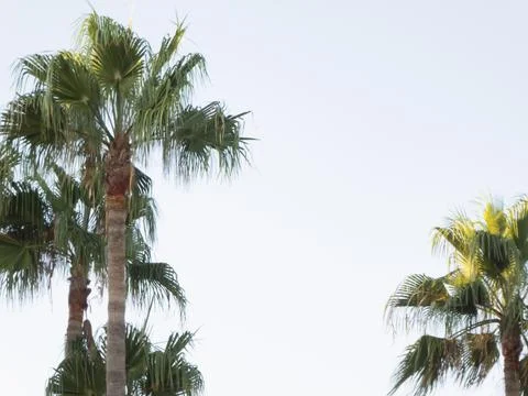 Palm trees under an almost white sky Stock Photos