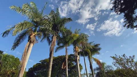 Palm trees under the blue sky and clouds 库存影片 129992599