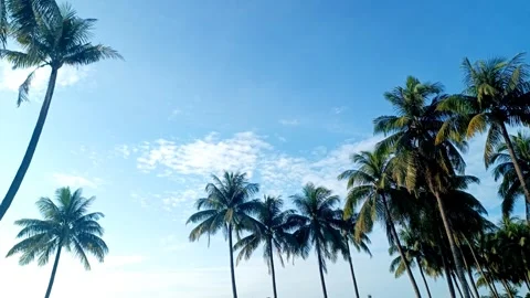 Palm Trees Under Blue Sky in Tropical Climate Stock Footage 318814571