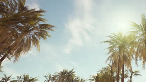 Palm trees under blue sky with sunlight in tropical environment Stock Footage 345053580