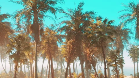 Palm trees under blue sky with sunlight in tropical area Stock Footage 345055509