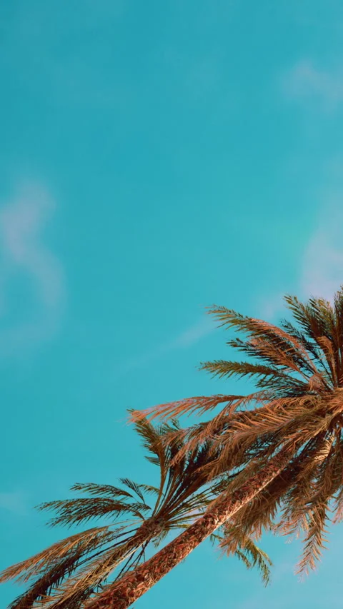 Palm trees under a blue sky on a sunny day in a tropical location Stock Footage 348103546