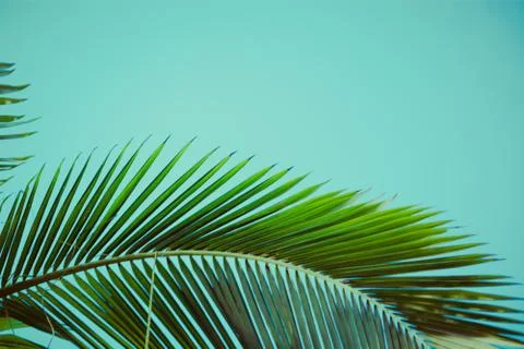 Palm trees under blue sky. Vintage post processed. 库存照片