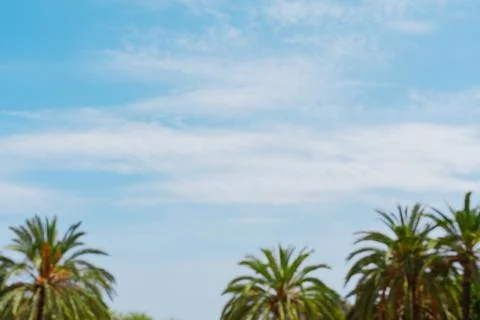 Palm Trees Under Blue Sky Blurred Background Stockfoto's